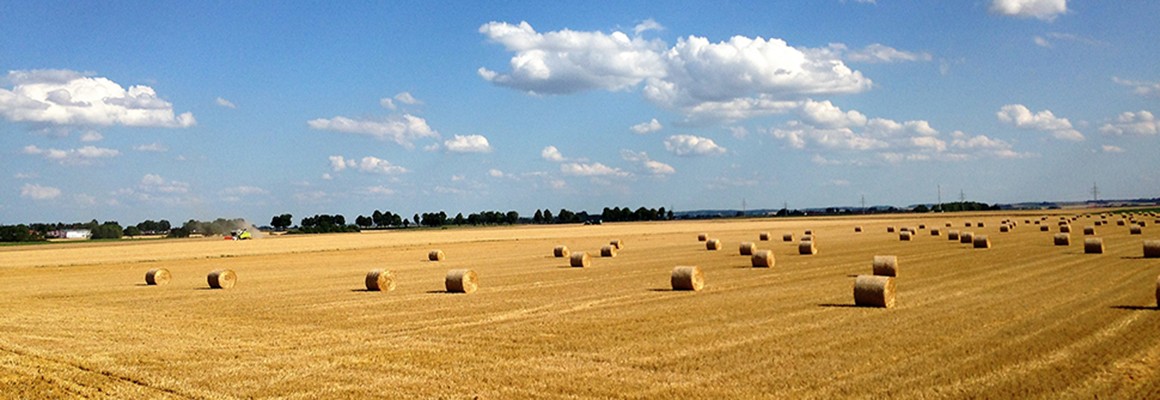 straubing-gaeuboden-ernte